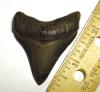 Fossil Megalodon Shark Tooth